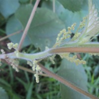 Boehmeria nivea (L.) Gaudich.